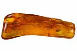 Detailed Female Fossil Fly (Chironomidae) In Baltic Amber #170056-1